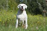DOGUE ARGENTIN 066